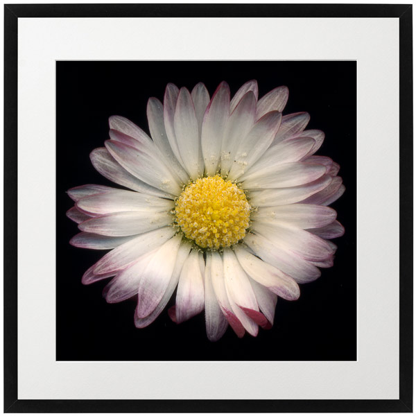 Fine Art 04