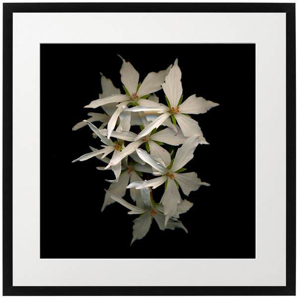 Fine Art 05 (Copy) (Copy) (Copy)