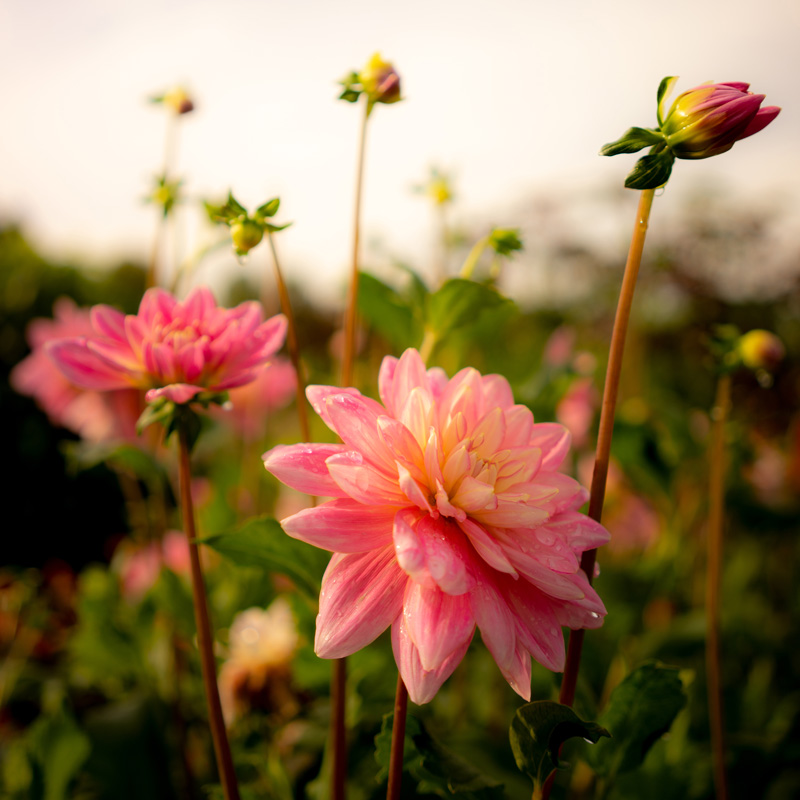 Dahlia ‘TEST 3’ (Copy) (Copy)