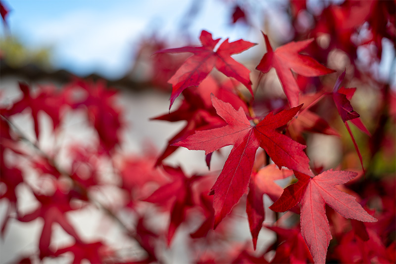 Red Maple, Acer rubrum (Copy)